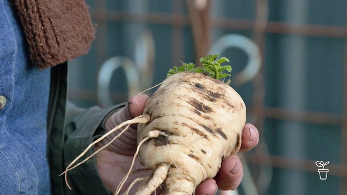 Hand holding large turnip