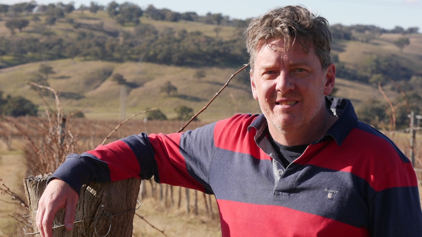 A man leans on a fence post in a vineyard. A man leans on a fence post in a vineyard.
