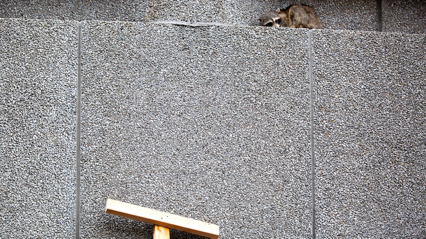 Building employees use a makeshift pole to rouse a raccoon from a building's ledge.