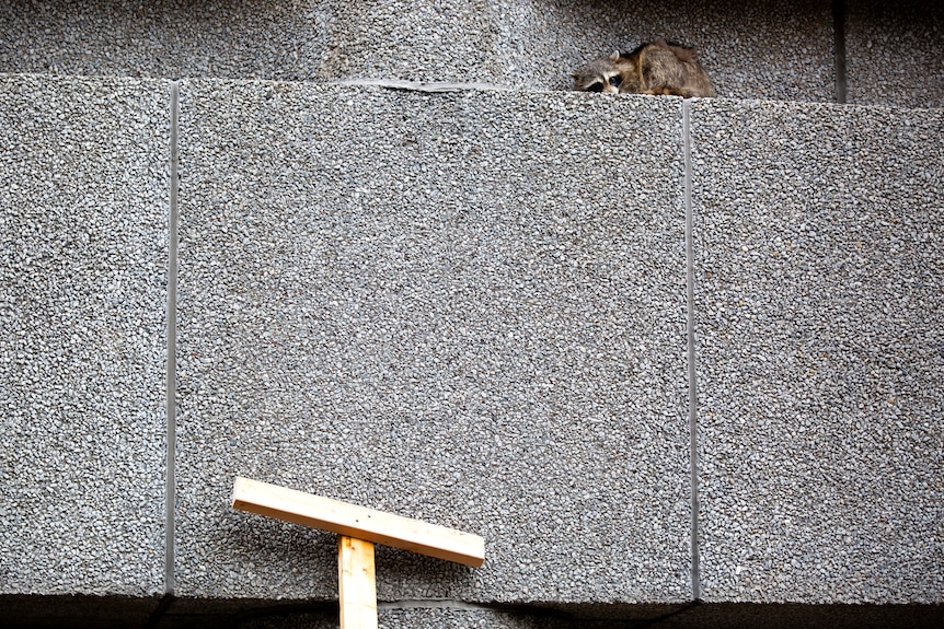 Building employees use a makeshift pole to rouse a raccoon from a building's ledge.