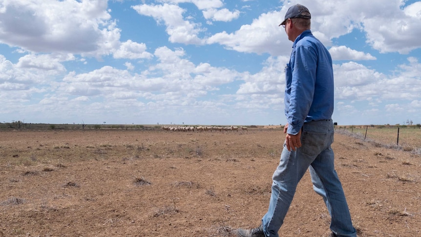 A man walks across a barren paddock with a flock of sheep in the background.