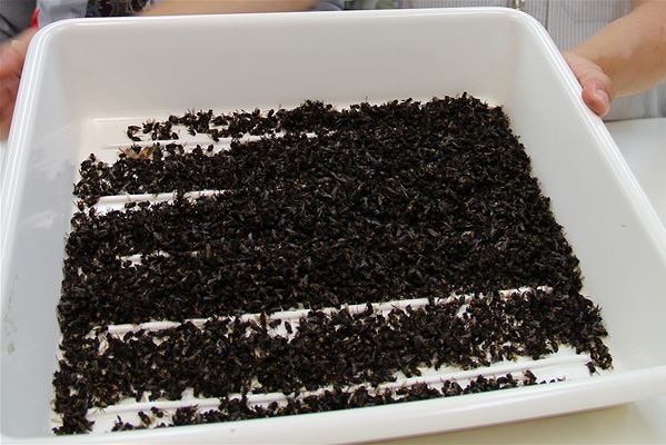 A tub of Asian honey bees carrying varroa mites reached Australia in 2012.