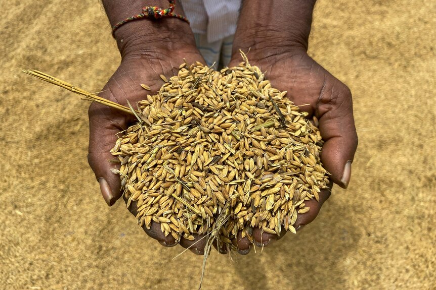 A close-up photo of raw yellow rice grains scooped up in a Sri Lankan man's hands.