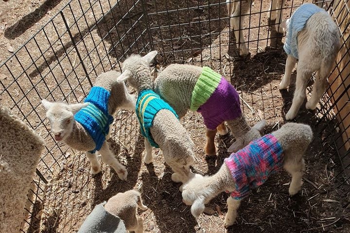 Sheep with a woolly jumper on at Homebush farm, north-west of Stanthorpe.