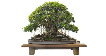 Bonsai promo 340x180