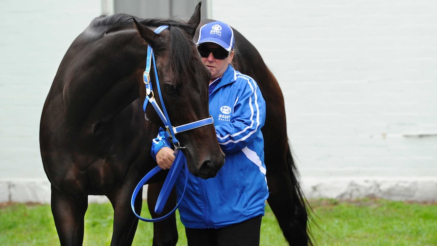 Black Caviar after her retirement announcement