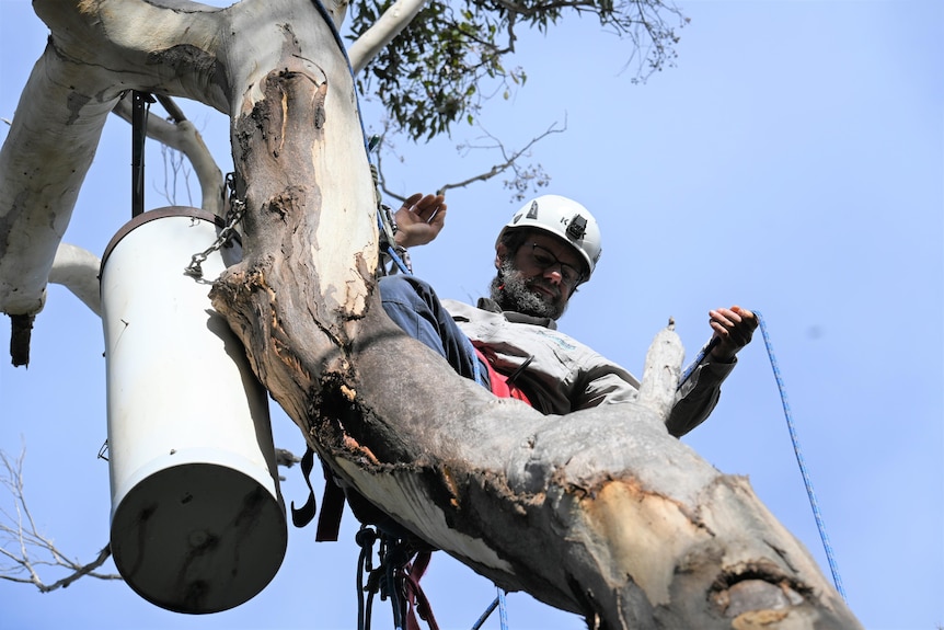 A man high in a gum tree carefully holds a rope