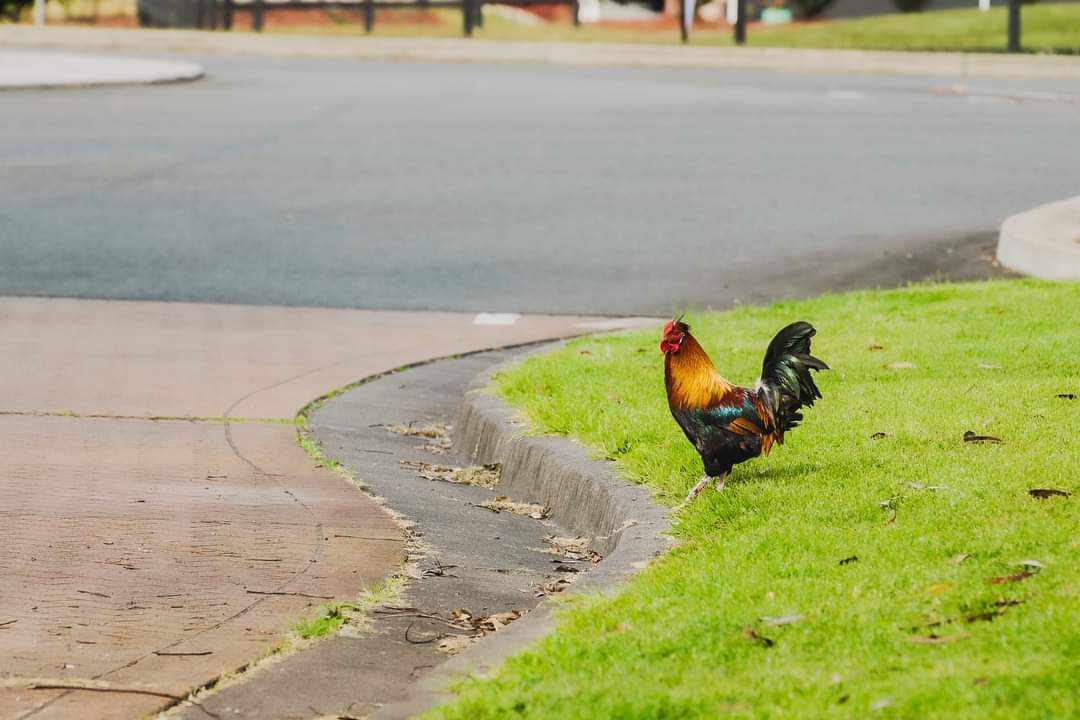 A photo of a rooster on a patch of grass on a suburban street