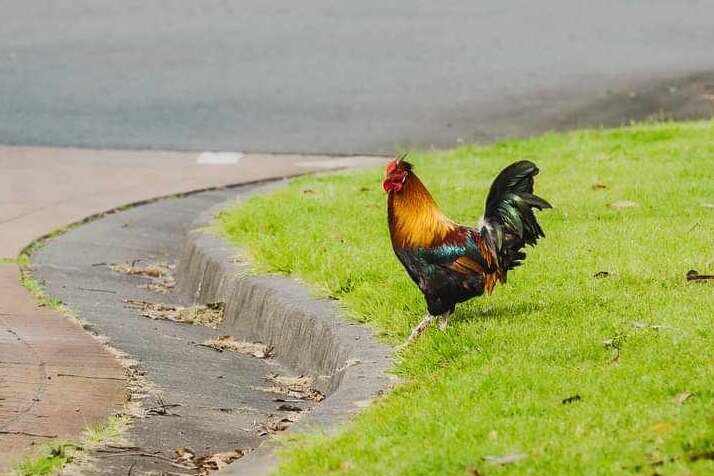 A photo of a rooster on a patch of grass on a suburban street