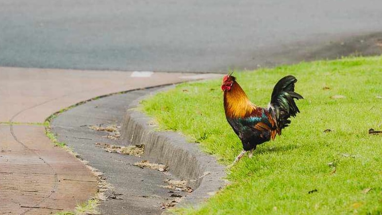 A photo of a rooster on a patch of grass on a suburban street