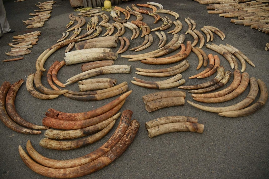 Dozens of elephant tusks grouped into pairs displayed on the ground.