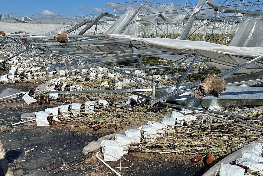 Eggplants crushed on the ground under a fallen metal structure.