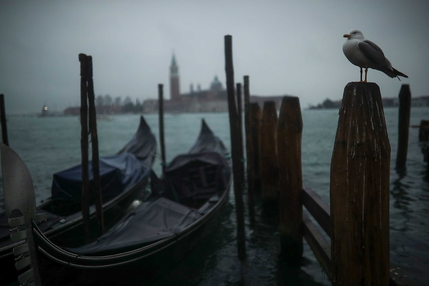 A seagull stands in a pole next to parked gondolas at the lagoon on a rainy day in Venice.