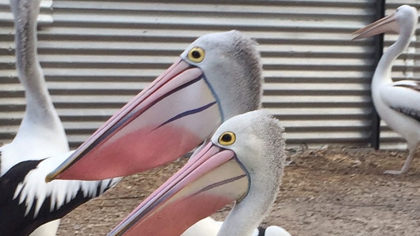 Two pelicans with brightly coloured beaks that change colour during courtship period