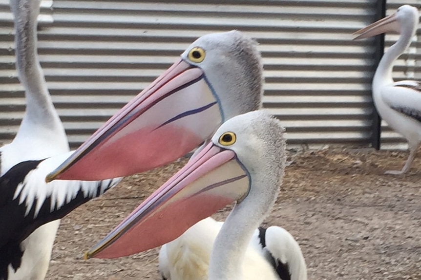 Two pelicans with brightly coloured beaks that change colour during courtship period