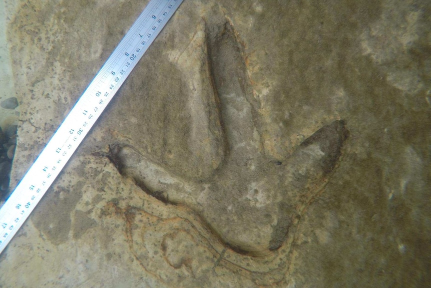 a ruler besides one of the moa footprints