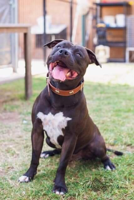 No Kill Shelter Rescues And Rehomes Pets By Shipping Them Interstate To Adoptive Families Abc News