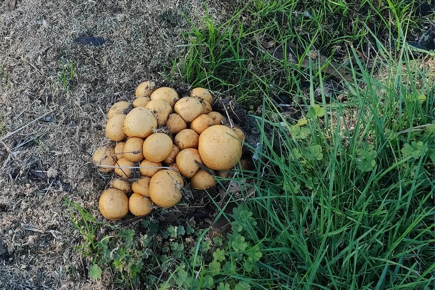 a clump of yellow mushrooms