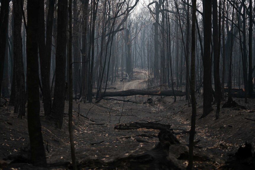 A forest of entirely blackened, burnt-out and fallen trees.