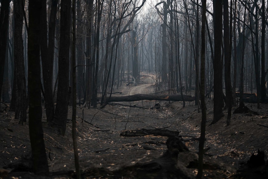 A forest of entirely blackened, burnt-out and fallen trees.