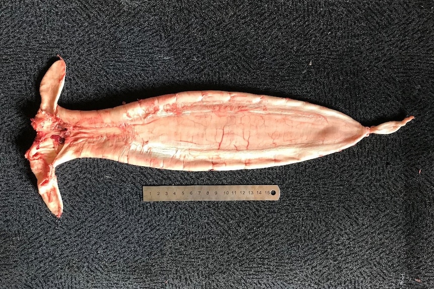 A swim bladder from a black jewfish