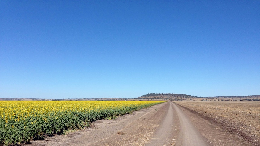 A dirt road runs through farmland