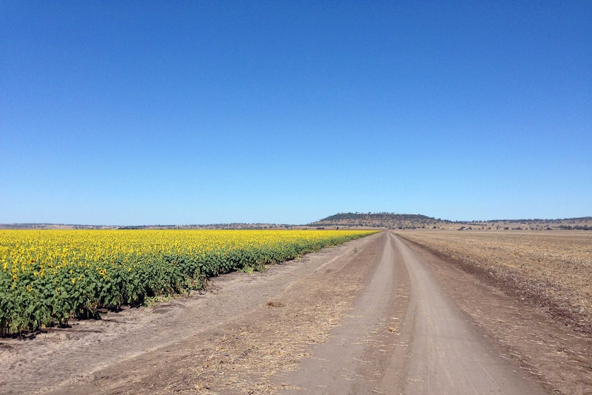 A dirt road runs through farmland