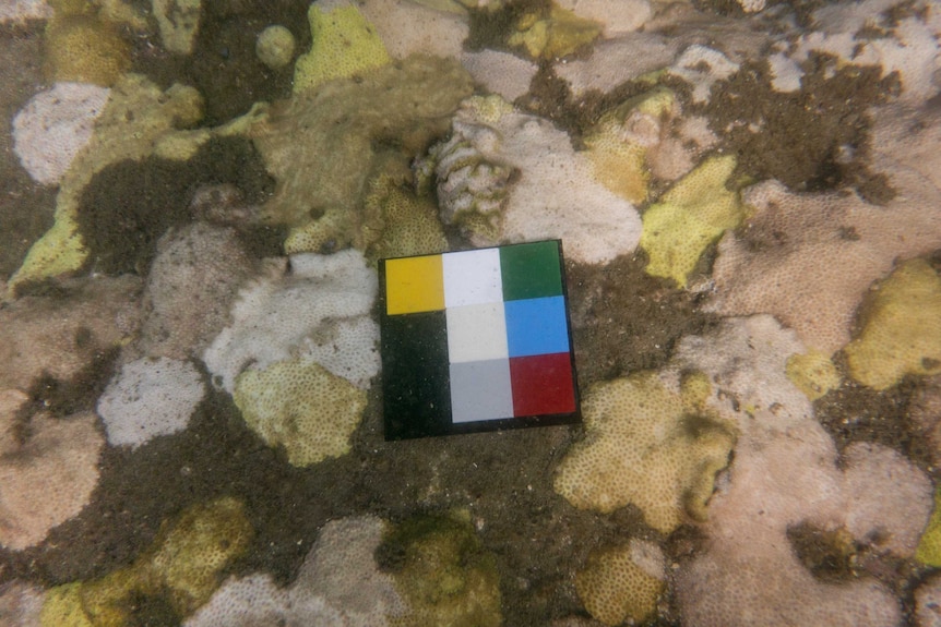 Green and dull red coral in Sydney Harbour with some parts becoming pale with bleaching.