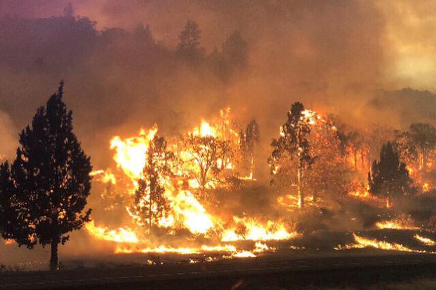 The Klamathon Fire burning in Hornbrook. There are many trees on fire.