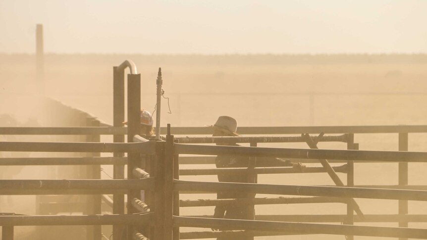 A ringer walks through gates in dusty conditions.