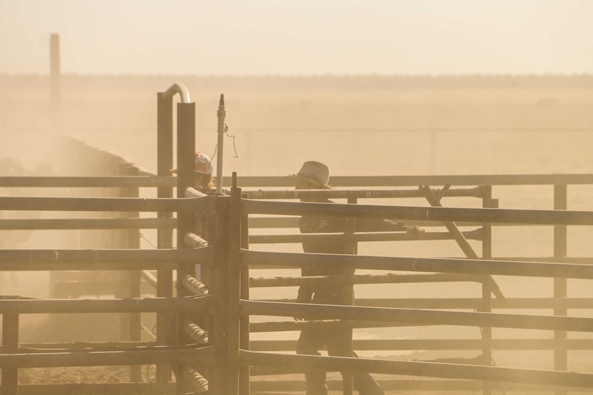 A ringer walks through gates in dusty conditions.