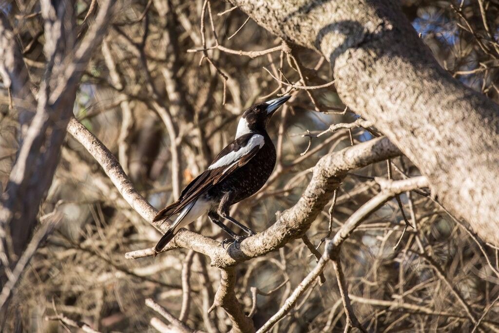 Australian Magpie wins and sings - ABC listen