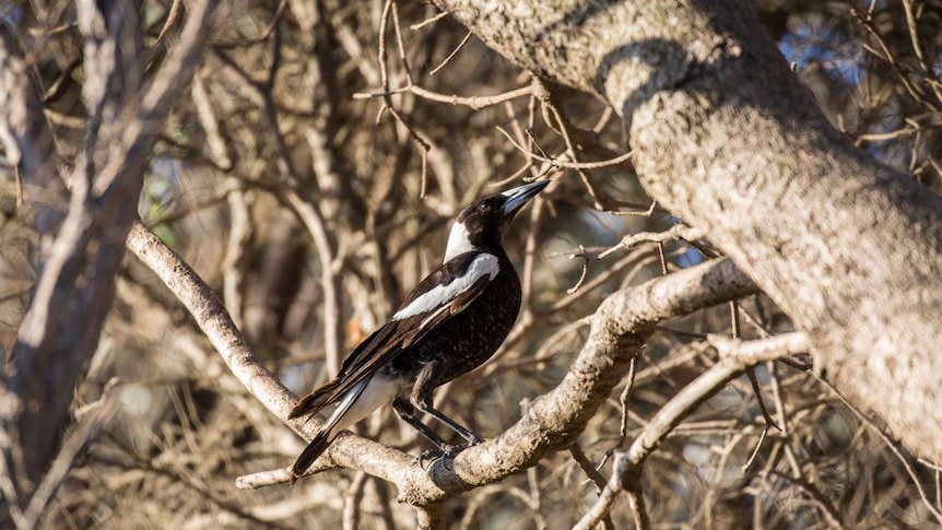 The Australian magpie actually sits in the same family as corvids.