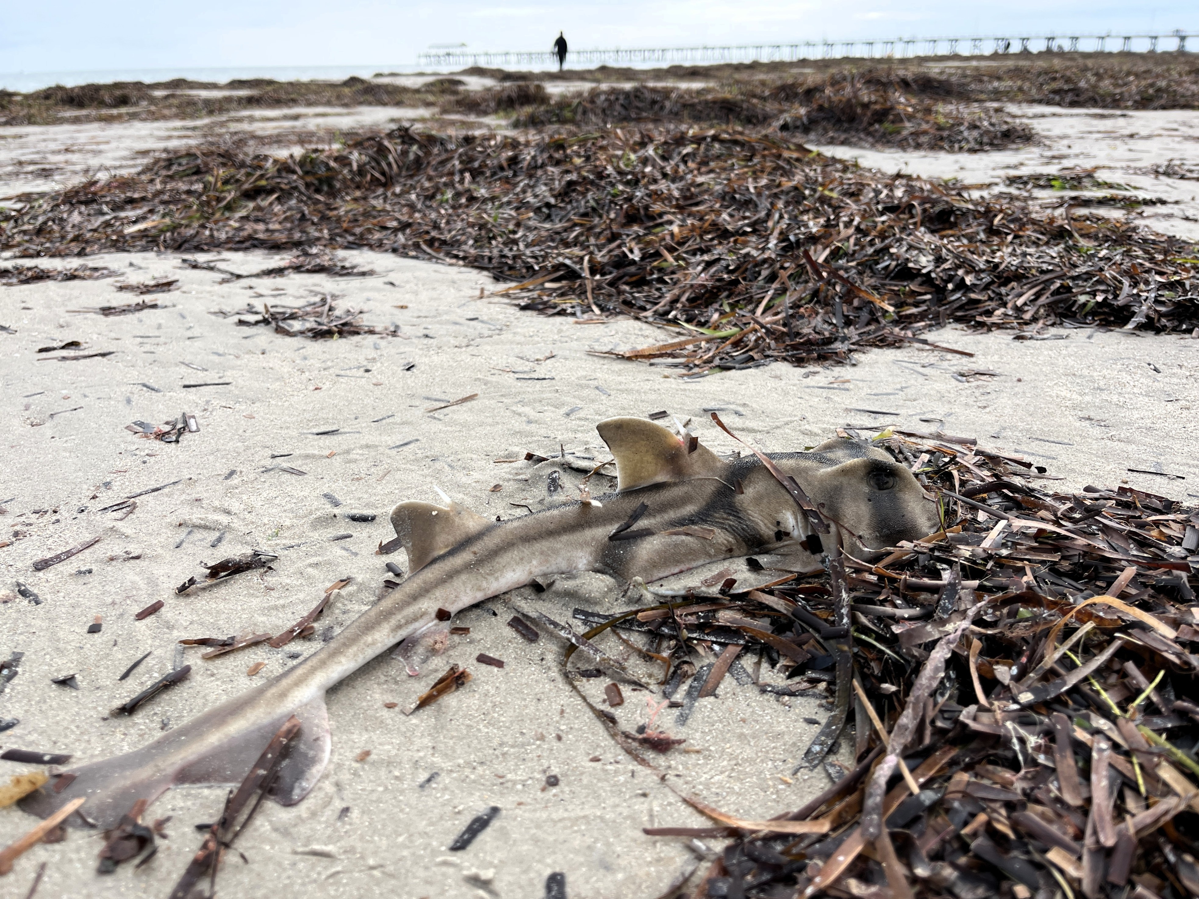 Algal bloom report lashed as 'vanilla' by scientist turned political candidate