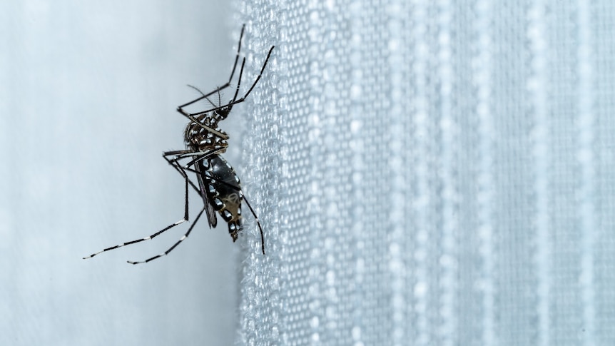 A black and white mosquito perched on a white net