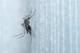A black and white mosquito perched on a white net