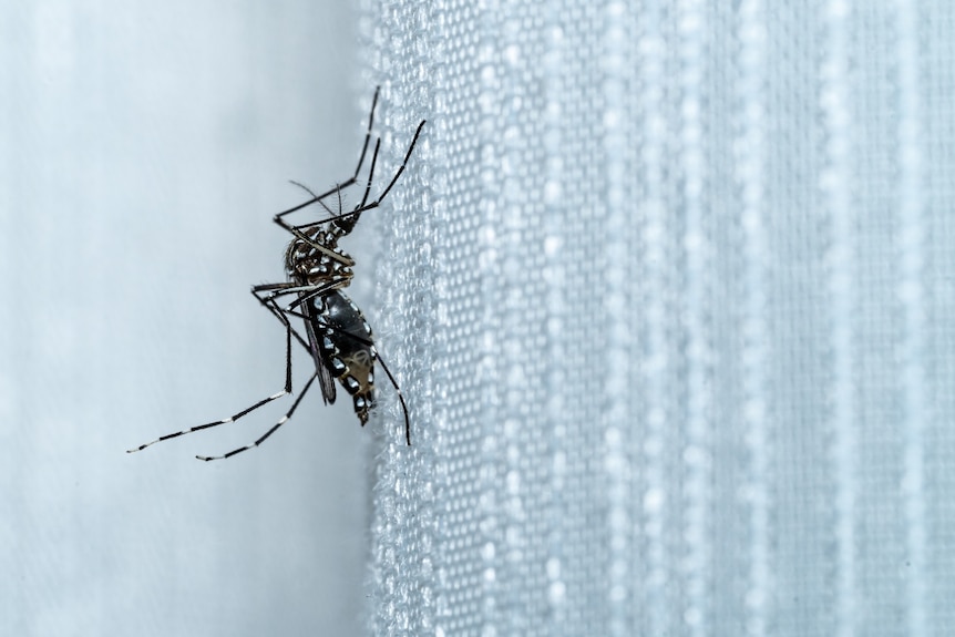 A black and white mosquito perched on a white net