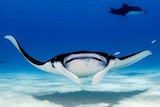 A manta ray swims just above a white sandy ocean floor in blue waters off the coast of the Cocos Keeling Islands