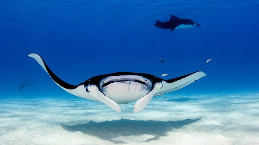 A manta ray swims just above a white sandy ocean floor in blue waters off the coast of the Cocos Keeling Islands