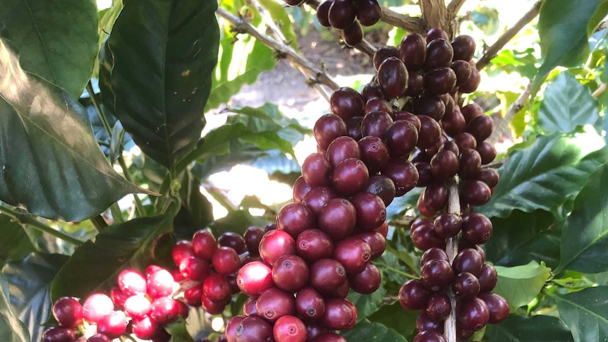 A bunch of coffee berries.