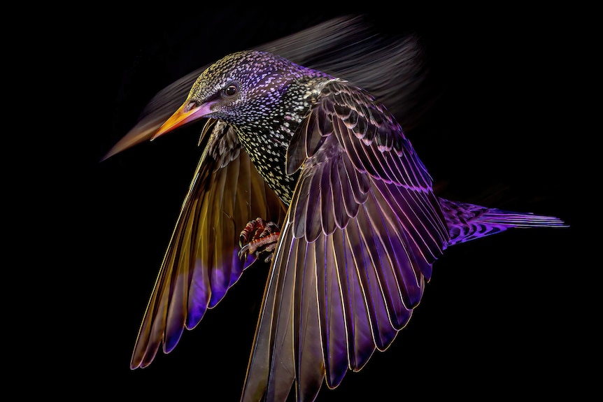 A starling flying in the dark