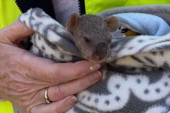 A baby koala wrapped in blankets.