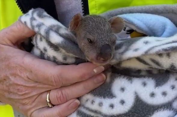 A baby koala wrapped in blankets.
