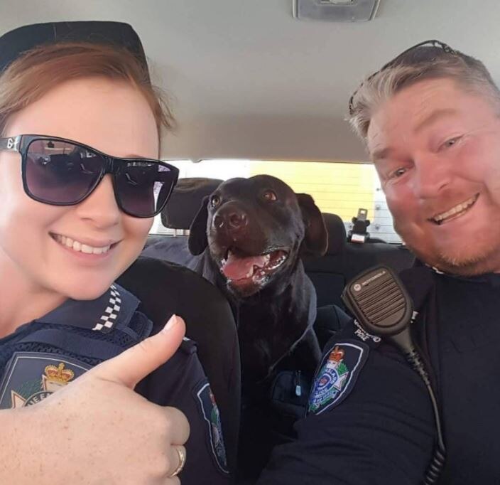 Dog left alone in car on hot day rescued by police, man charged with ...