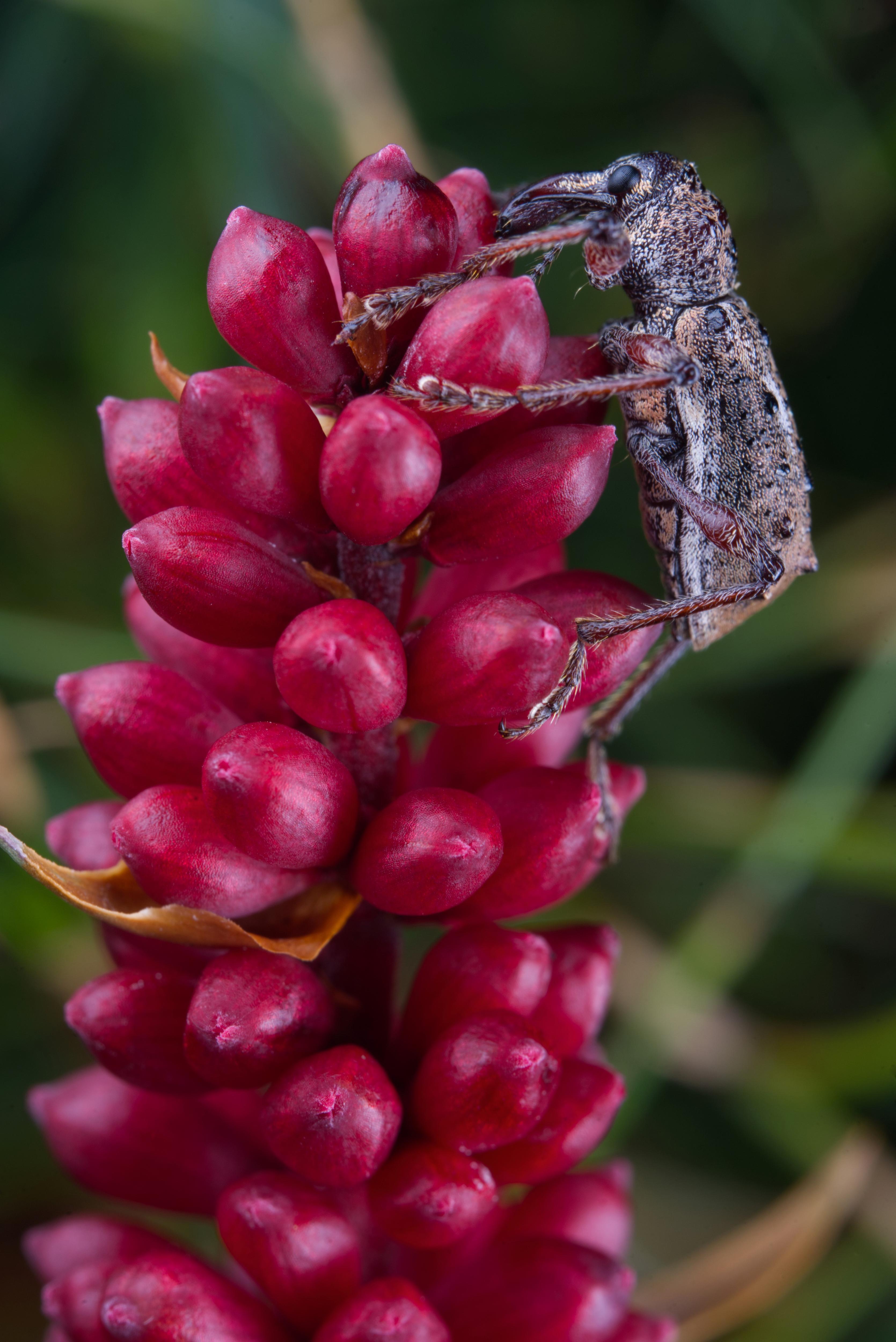A macro image of a brown weevil-looking insect clings to the side of a head of fuschia flower bulbs 