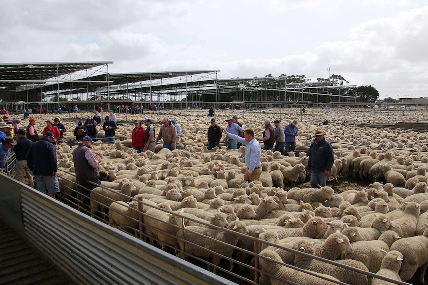 Hamilton livestock exchange has set a new record for biggest lamb sale in Australia.