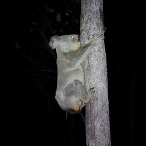 A koala, seen through a night vision camera, clings to a tree.