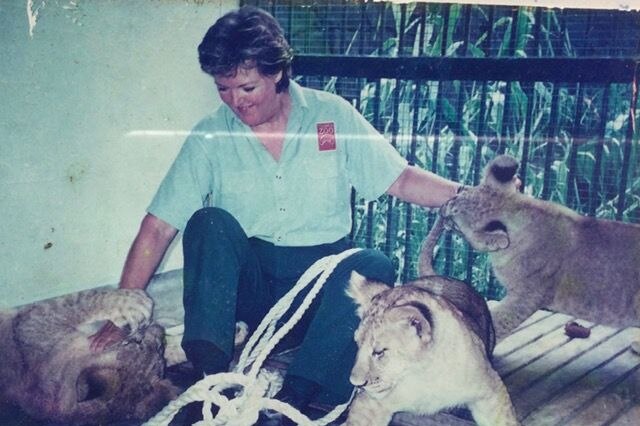 A woman playing with three lion cubs