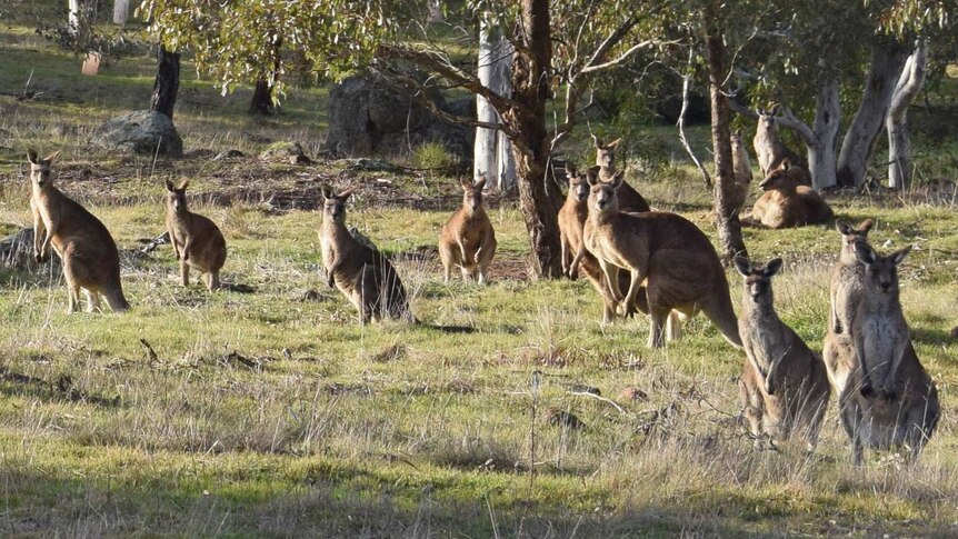 Kangaroo mob at the Pinnacle Reserve
