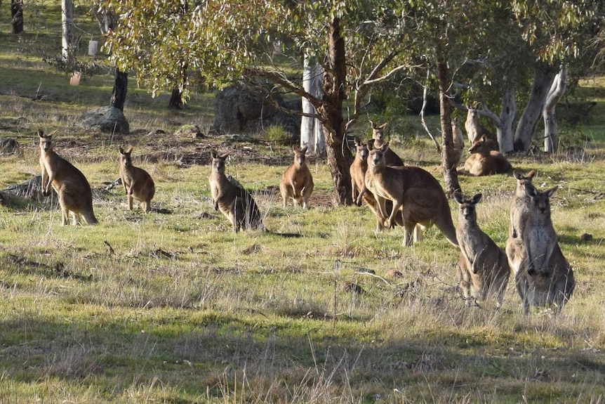 Kangaroo mob at the Pinnacle Reserve